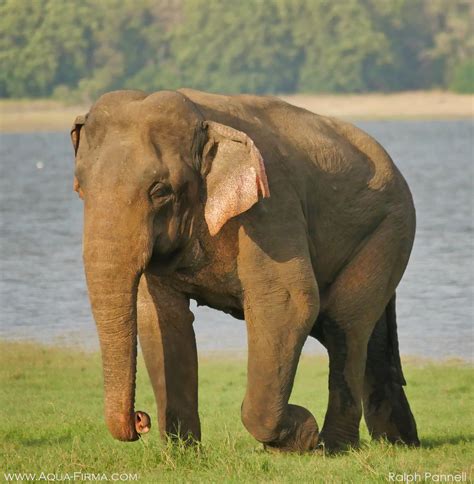 Elephant & Wildlife Safaris | Minneriya National Park | Sri Lanka ...