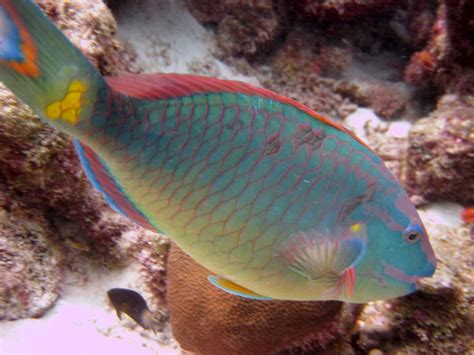 SearchReSearch: Parrotfish and sand production (part 2)