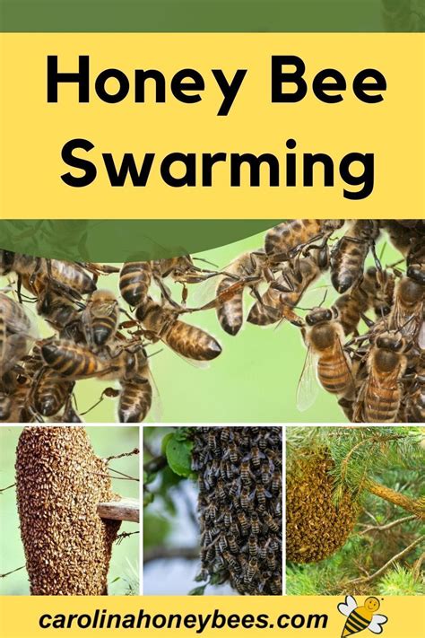 Honey Bee Swarming-Why Bees Swarm - Carolina Honeybees in 2021 | Honey bee swarm, Honey bee, Bee ...