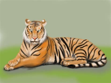 Learn How to Draw a Bengal Tiger (Wild Animals) Step by Step : Drawing Tutorials | Tiger drawing ...