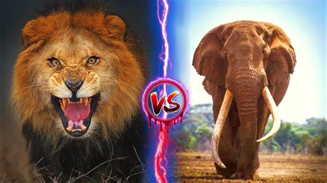 African Lion vs African Elephant - Who Is stronger - YouTube