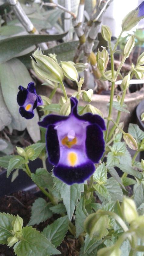 Torenia in my garden | Flowers, My flower, Plants