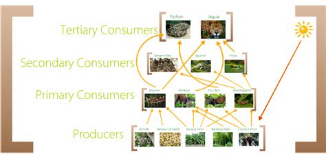 Food Web - Tropical Rainforest Biome