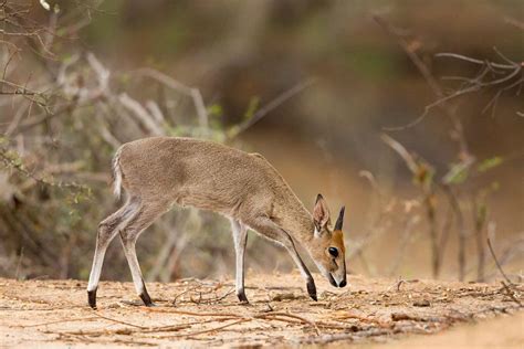 Common or Grey Duiker — Destination Uganda Travelers