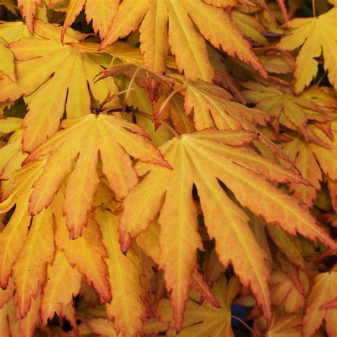 Acer palmatum 'Orange Dream' | Japanese Maple Deciduous Garden Plant ...