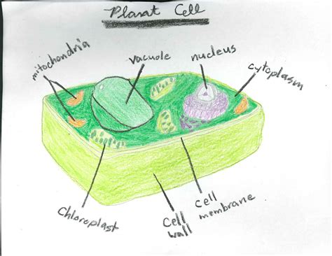 Animal Cell Diagram Labeled 5th Grade