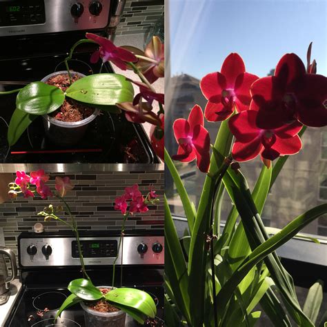 Phalaenopsis: Care, Culture and Tips to Keep Your Orchid Reblooming