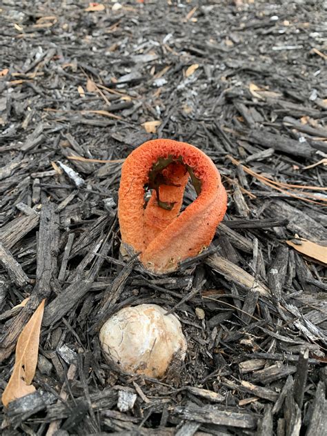 Column Stinkhorn : r/mycology