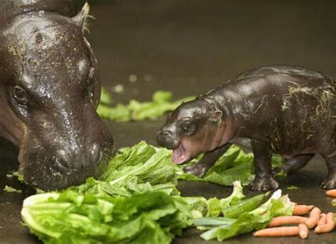 Baby Pygmy Hippo – 1Funny.com