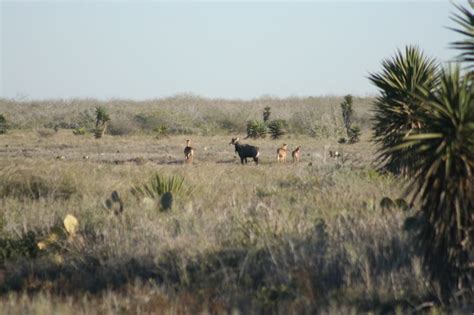 wildlife laguna Atascosa national wildlife refuge | Wildlife habitat ...