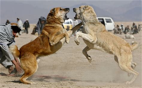 Kangal Dog Info, Varieties, Care, Training, Pictures