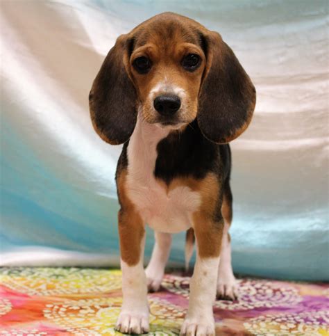 Beagle Puppies For Adoption In Ct / Rescued Beagles Proving Popular ...