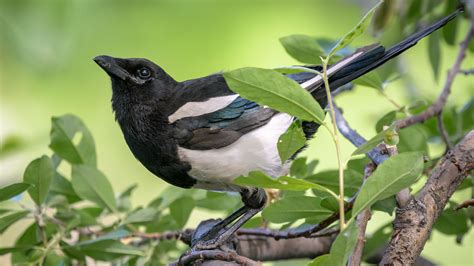 Black-billed Magpie | Audubon Field Guide