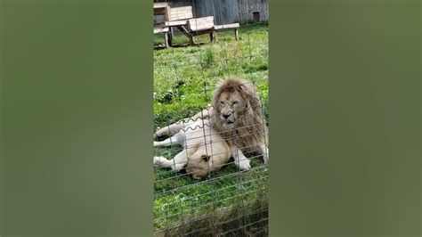 Lions purring and loving each other - YouTube