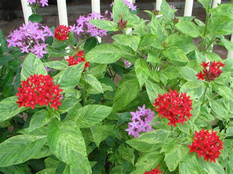 My Dry Tropics Garden: Today's Flower ... Pentas lanceolata.