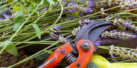 A Quick Guide To Pruning Lavender Plants | Lawn.com.au