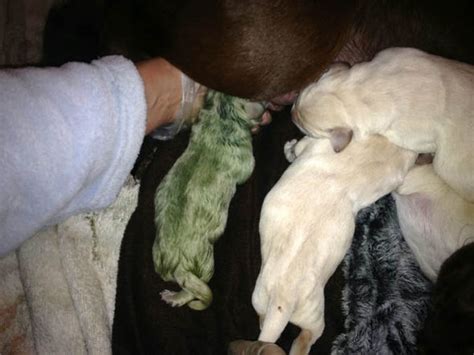 Ultra cute Labrador dog born GREEN named after princess from Shrek | Nature | News | Express.co.uk