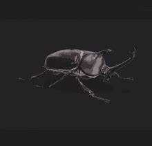 Beetle Beetle Check GIF - Beetle Beetle Check Beetle Vibe - Discover ...