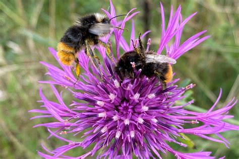 Habitat Condition Assessment | The Ecology Partnership | Independent ...