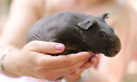 Caring For Your Skinny Pig - Skinny Pig Care