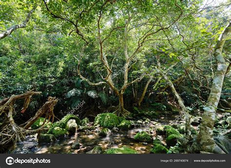 Jungle Iriomote Island Stock Photo by ©makieni777 269740674