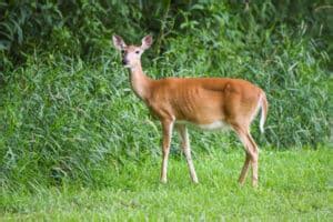 CWD Deer Symptoms (how to tell if a deer has Chronic Wasting Disease)