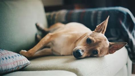 Addison's Disease In Dogs: Symptoms, Causes, And Treatment - DogTime