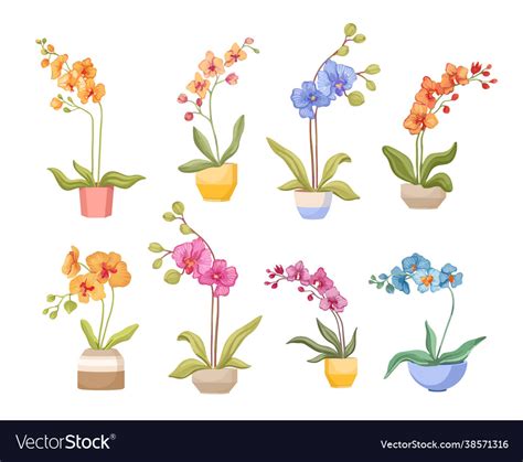 Set cartoon orchids in flowerpots isolated Vector Image