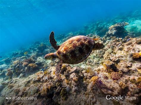 Oceans Street View, sumérgete con Google - Gaia Ciencia