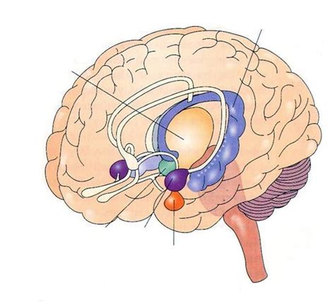 Diagram of BIOLOGICAL 7: Subcortical structures in the brain | Quizlet