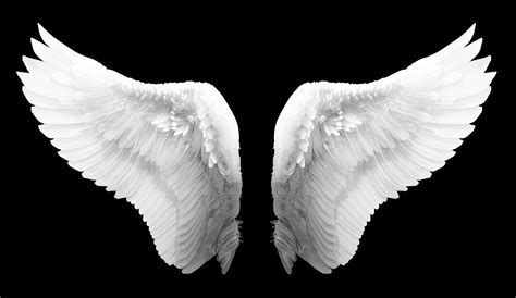 Free photo: White Angel Wings - Angel, Feathers, White - Free Download ...