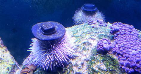 Aquarists Are Making 3D-Printed Hats for Sea Urchins