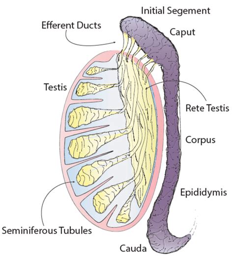 Describe the Function of the Epididymis