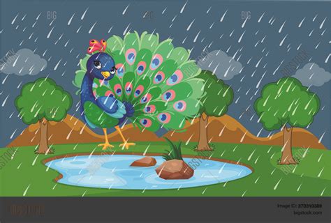 Peacock Pictures In Rain