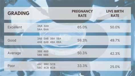 Embryo Grading Chart: A Guide To Ivf Success