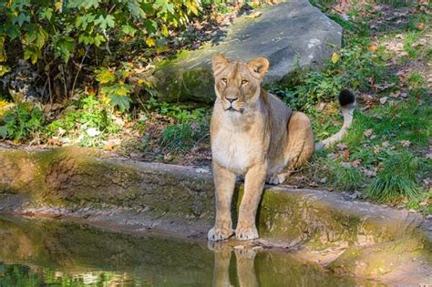 Premium Photo | Eurasian lynx in the natural environment eurasian lynx in forest