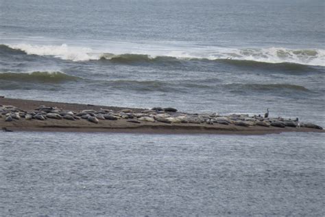 harbor-seals – Ethical Birder