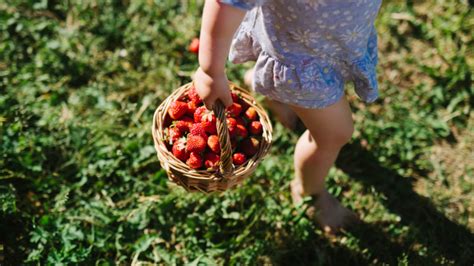 Strawberry Picking In Mahabaleshwar | Strawberry Farms Guide - Lohono Stays Blog