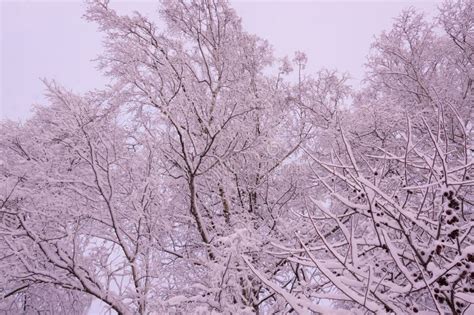 Beautiful Winter Landscape. Winter Forest.Background. Winter Forest in Fluffy White Snow. Stock ...