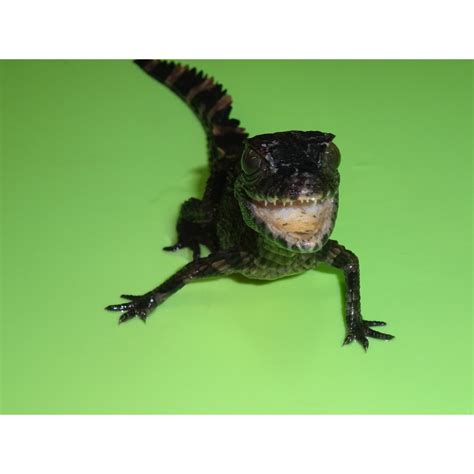 Smooth Front Caiman - babies - Strictly Reptiles