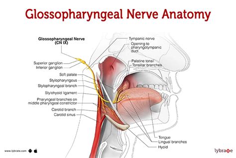 Hypoglossal Nerve