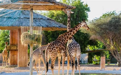 Famous Zoos in the UAE: Dubai Safari Park, Al Ain Zoo & More - MyBayut