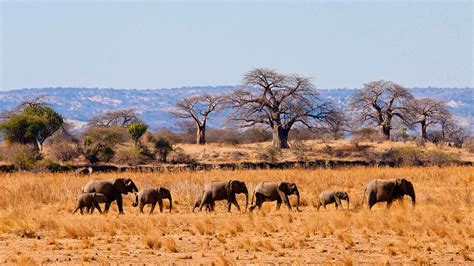 5 Facts About Tarangire National Park | Tanzania Safaris | Tanzania Tours5