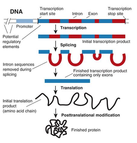 What is Gene Expression?