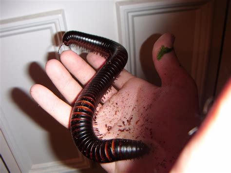 Giant African Millipede - With Everything! £30 | Reptile Forums