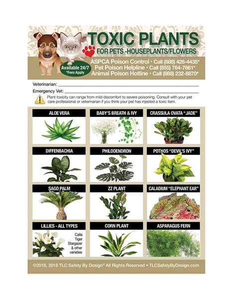 POISONOUS TOXIC PLANTS Flowers Trademarked for Pets Dogs Cats - Etsy