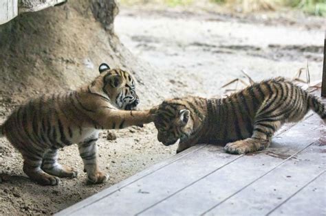 Three rare tiger cubs make their adorable debut at zoo