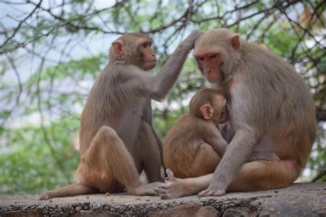 Mother Monkey Feeding Milk Baby - Free photo on Pixabay