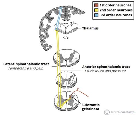 Spinothalamic tract – Basic Human Anatomy and Physiology