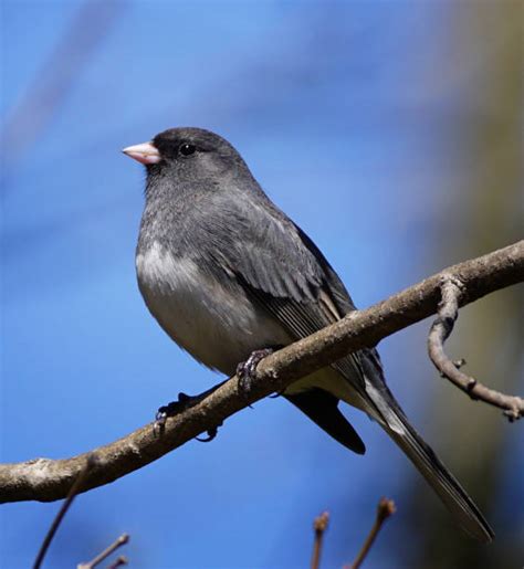 Junco Bird Stock Photos, Pictures & Royalty-Free Images - iStock